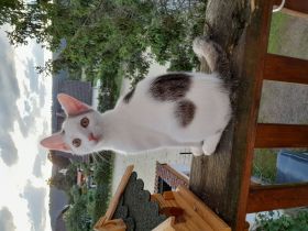 13 Wochen alter "weisser Peter"