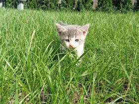 Katzen suchen neue Zuhause