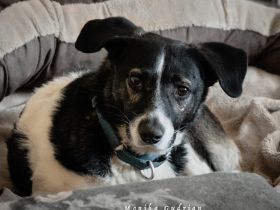 Verträglicher Maxi sucht ein erfahrenes Zuhause