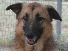 Thumper, geb. ca. 01/2022, lebt in GRIECHENLAND, im städt. Tierheim Serres