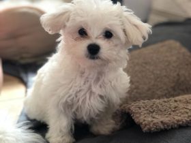 Malteser/Bichon Mischlinge Welpe
