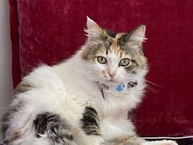 Diese Schönheit Regina sucht nach liebevollen Besitzer/in/n.