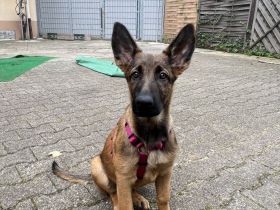 Belgischer Schäferhund Welpe