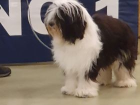 Tibet Terrier Deckrüde