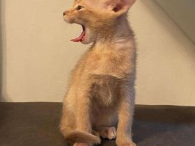 Reinrassige Abessinierkatze zu verschenken