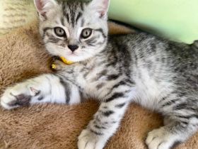 Bkh kitten abgabenereit