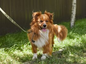 Lieber schöner Tombak sucht liebevolles Zuhause