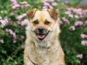 Süße Buba sucht Körbchen