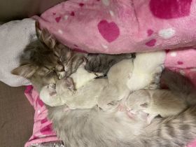 Britisch lang Haar zu verkaufen