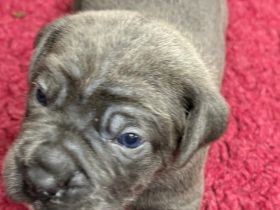 Cane Corso Welpen mit deutscher Ahnentafel