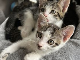 Katzenbaby‘s abgabebereit