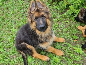 Schäferhundwelpen in liebevolle Hände abzugeben