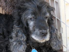 Sara 3, weiblicher Englischer Spaniel-Mix (RESERVIERT)