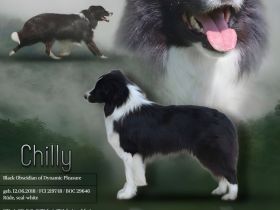 Black Obscidian of Dynamic Pleasure (Chilly)