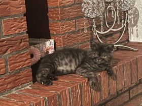 Liebervoller Babykater zu verkaufen