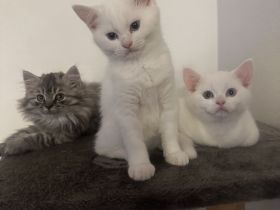 BKH Snow White Kater