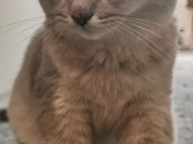 4 reinrassige BKH Kitten