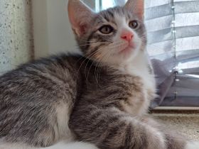 Siebirische Mix Kitten Suchen ein Zuhause !