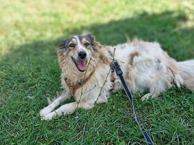Carlotta, sucht einen Gnadenplatz