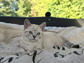 Noch ein Seal point Mädchen , extrem selten ,Stammbaum,gechippt , Gesundheitszeugnis