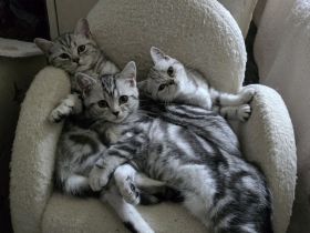 BKH Familienkatzen verschmust  verspielt dürfen  ausziehenl,Stammbaum,gechip , Gesundheitszeugnis