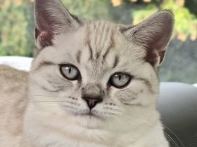 Ende April erwarten wir Seal point Babys ,Stammbaum,gechip , Gesundheitszeugnis