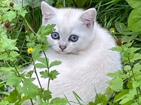 BKH black silver shell mit blauen Augen,darf ausziehen,Stammbaum,gechip , Gesundheitszeugnis