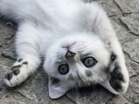 BKH Mädchen darf ausziehen Stammbaum,geimpft,gechipt GESUNDHEITSZEUGNIS ,EU Ausweis