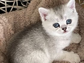 BKH Kitten Familienkatzen, Stammbaum,geimpft,gechipt GESUNDHEITSZEUGNIS ,EU Ausweis