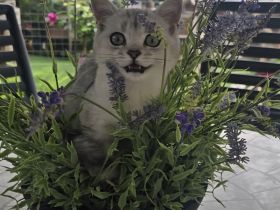 BKH Kitten Familienkatzen, Stammbaum,geimpft,gechipt GESUNDHEITSZEUGNIS ,EU Ausweis