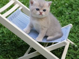 BKH Kitten Familienkatzen, Stammbaum,geimpft,gechipt GESUNDHEITSZEUGNIS ,EU Ausweis