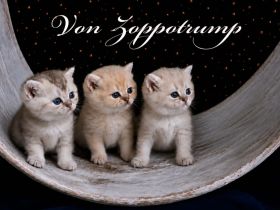 BKH Kitten Familienkatzen, Stammbaum,geimpft,gechipt GESUNDHEITSZEUGNIS ,EU Ausweis