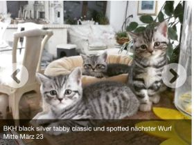 BKH Whiskas Kitten ,Familienkatze, Stammbaum,geimpft,gechipt GESUNDHEITSZEUGNIS ,EU Ausweis