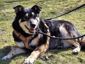 Die schüchterne Thuja sucht ihren sicheren Hafen