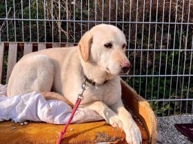 Goldie - lernwillig, sozial: ein Goldstück 🌟 (mit Video)