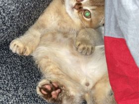 Bkh golden sucht neues Zuhause