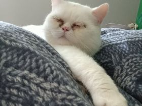 erfahrener BKH Deckkater weiss