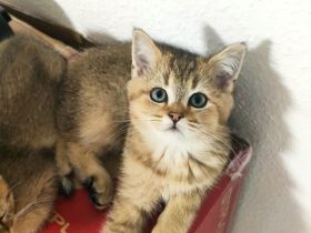 Baby Katzen in Golden Shaded