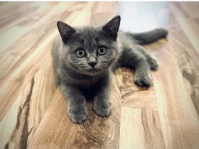 BKH Britisch Kurzhaar Kitten Suchen ab sofort ein neues Zuhause