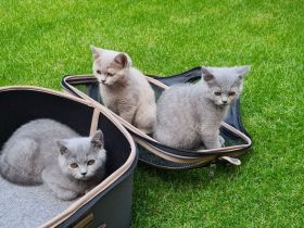 BKH Kitten mit WCF- Stammbaum