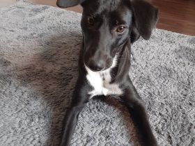 Karli sucht ein neues Zuhause