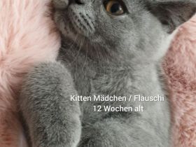 Reinrassige BKH Kitten Blue weiblich
