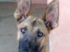 Sushi 2, männlicher Schäferhund-Mix