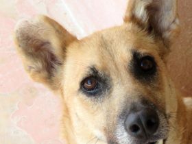 Lisa 4, weiblicher Schäferhund-Mix