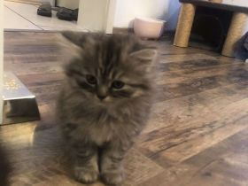 BLH British Langhaar Kater