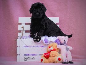 Riesenschnauzer schwarz puppies