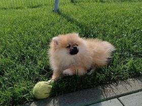 Zwergspitz Pomeranian Mädchen