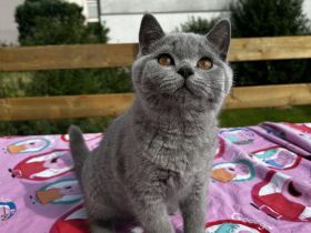 BKH Britisch Kurzhaar Kitten