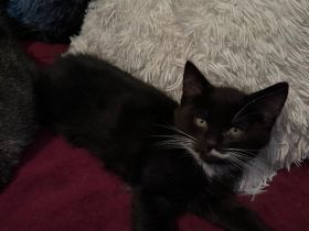 Maine coon - bkh mix Kitten