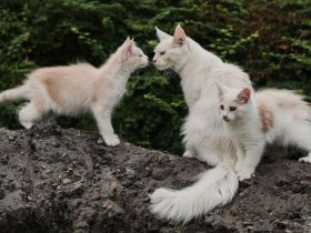 Maine Coon Kitten mit Stammbaum